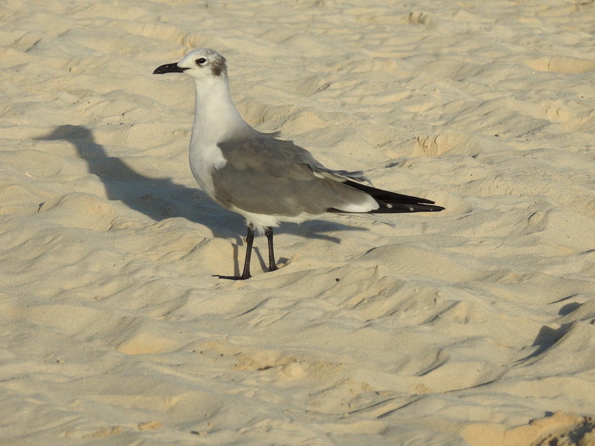 ワライカモメ - ML647048666