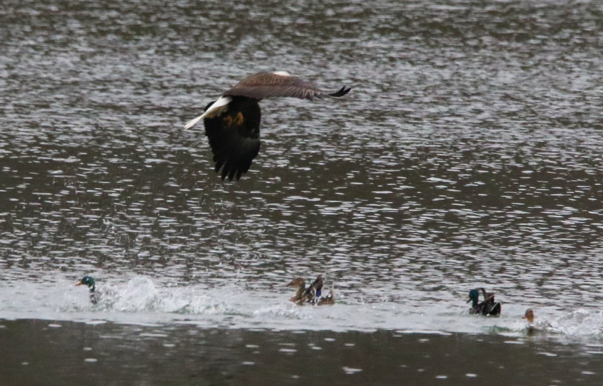 Bald Eagle - ML647048671