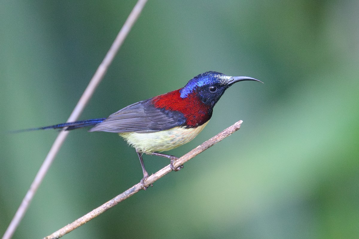 Black-throated Sunbird - ML647048672
