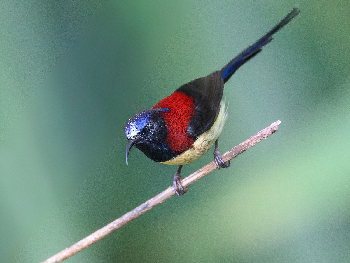 Black-throated Sunbird - ML647048673