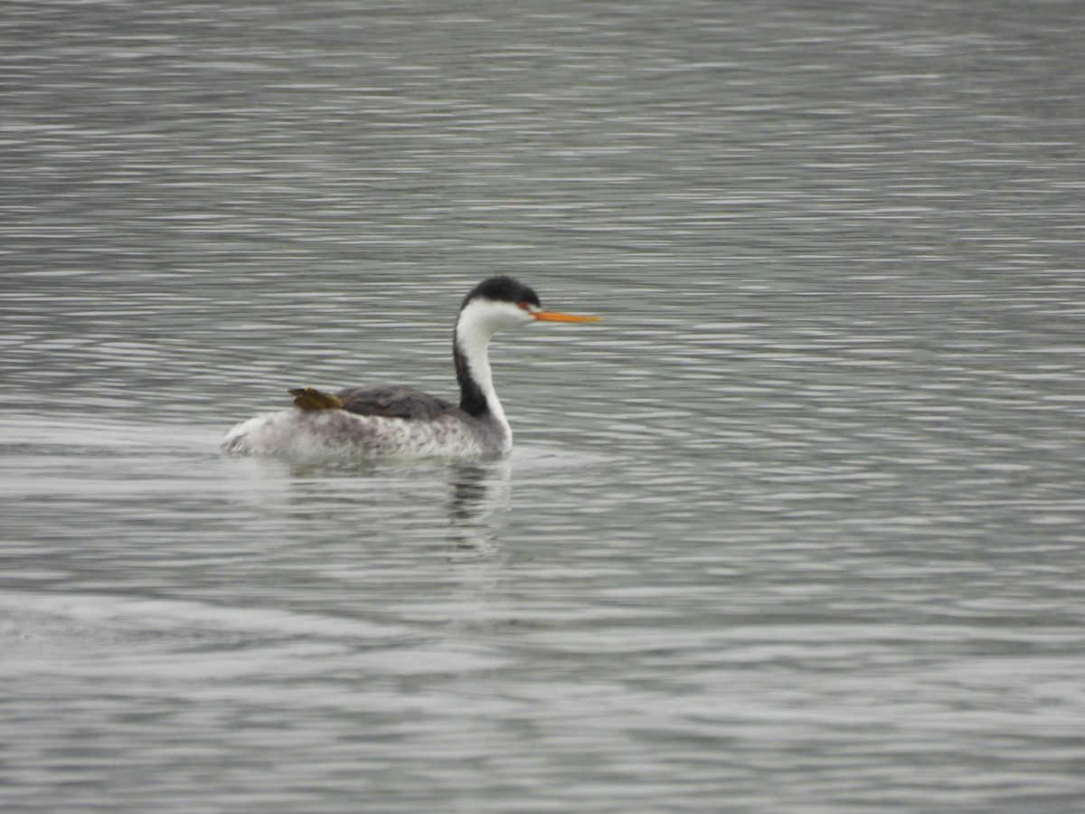 Clark's Grebe - ML647048676