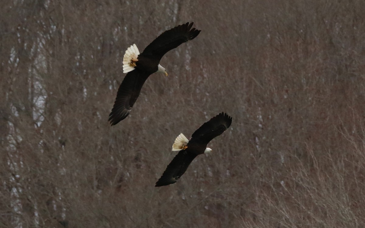 Bald Eagle - ML647048697