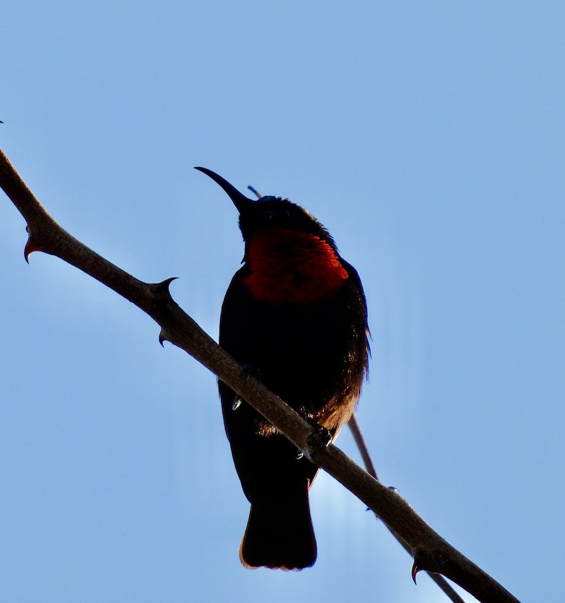 ヒムネタイヨウチョウ - ML647048702