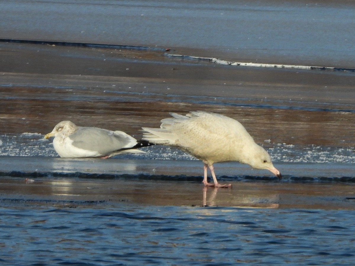 Glaucous Gull - ML647048703