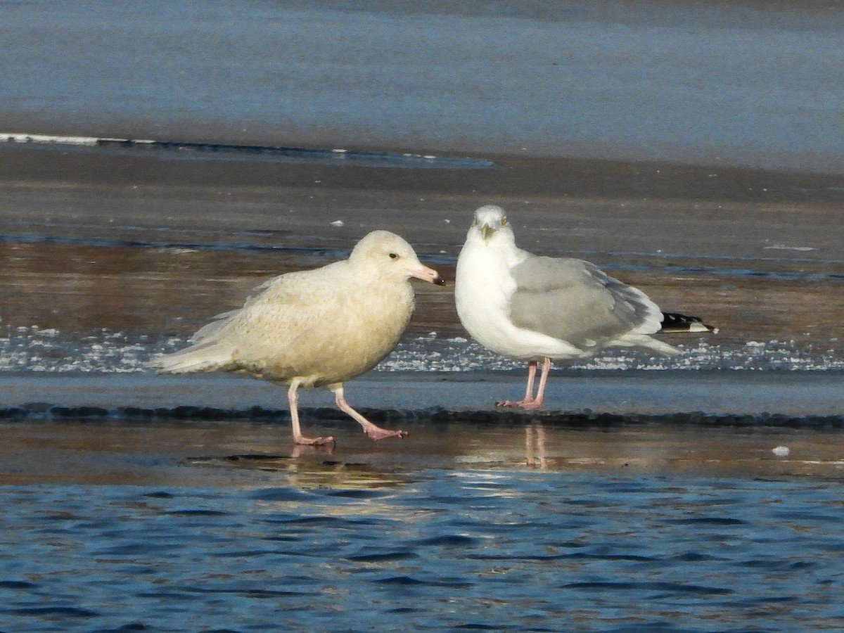 Glaucous Gull - ML647048704