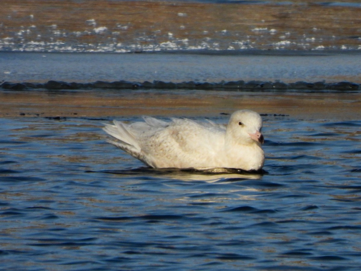Glaucous Gull - ML647048705