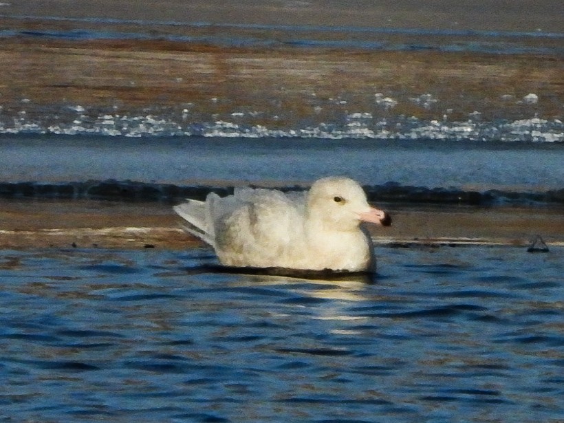 Glaucous Gull - ML647048706