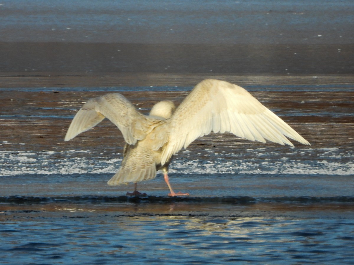 Glaucous Gull - ML647048707