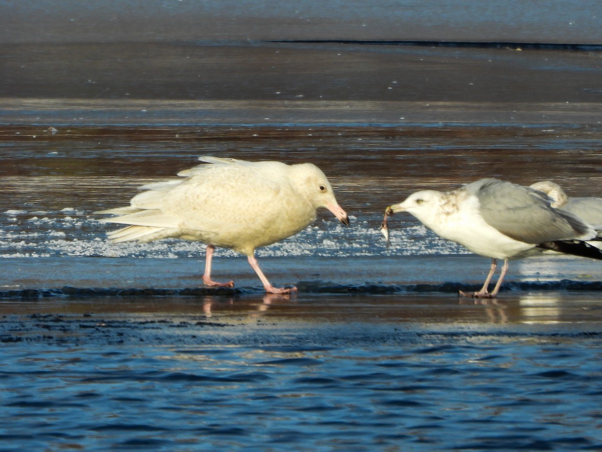 Glaucous Gull - ML647048708