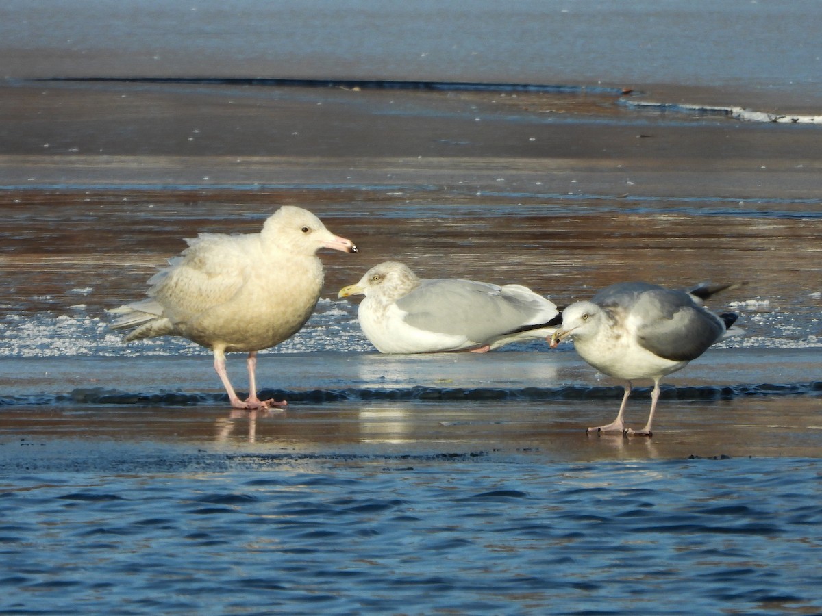 Glaucous Gull - ML647048709