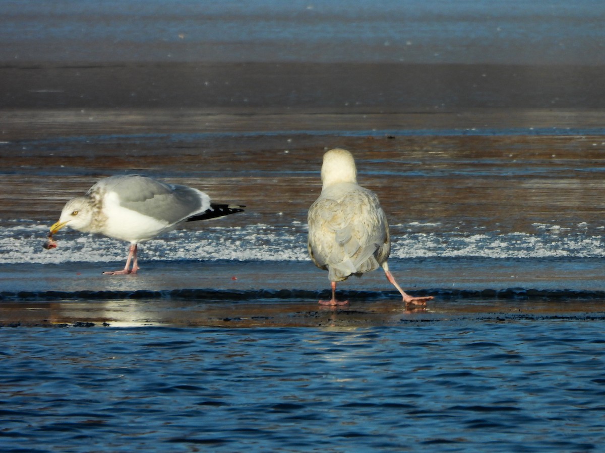 Glaucous Gull - ML647048710