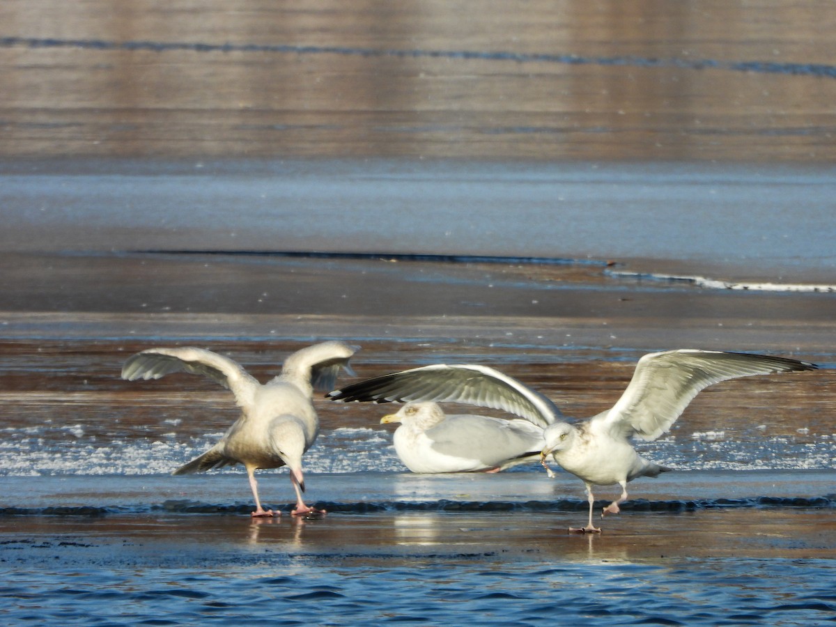 Glaucous Gull - ML647048711