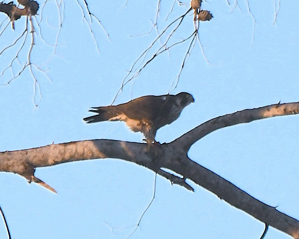 sokol stěhovavý - ML647048729