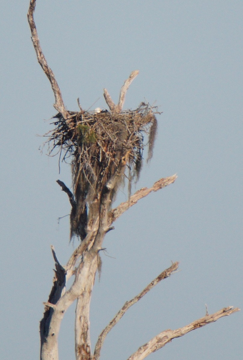 orel bělohlavý - ML647048731