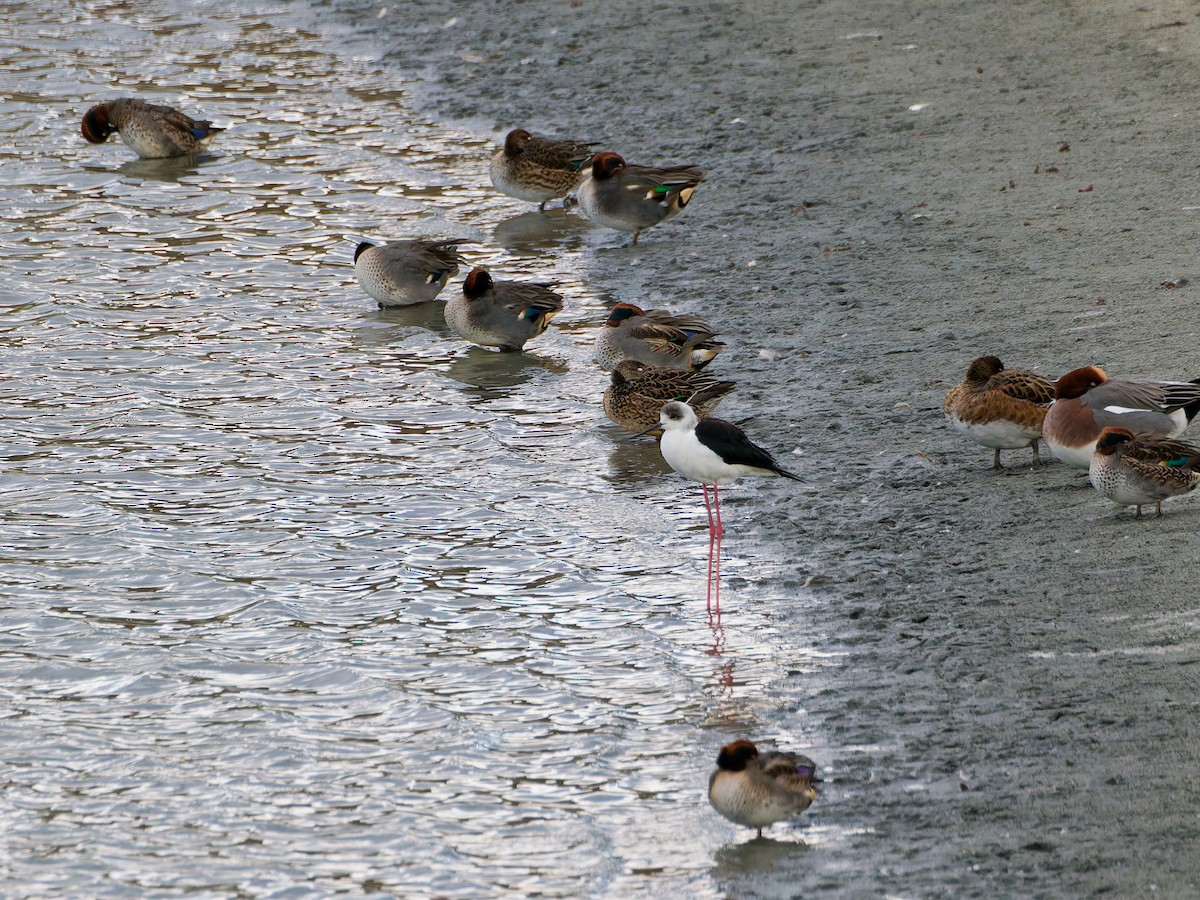 Black-winged Stilt - ML647048745