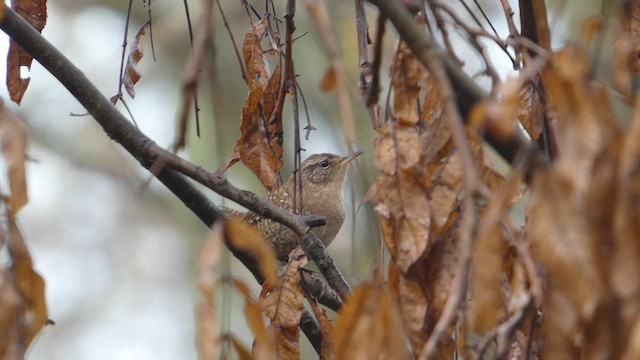 vintersmett - ML647048746