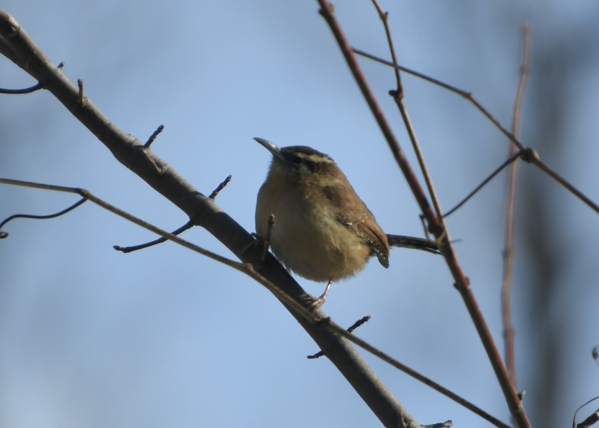 Carolina Wren - ML647048747