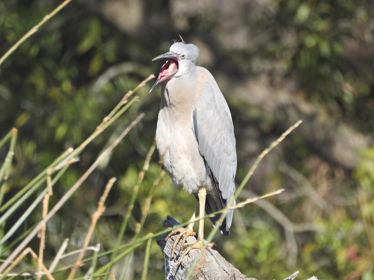 White-faced Heron - ML647048752
