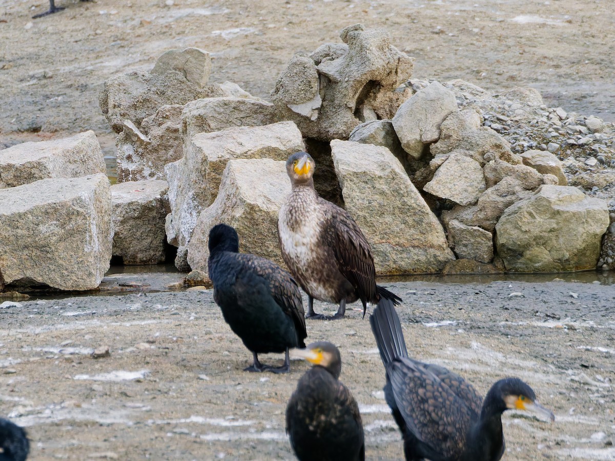 Great Cormorant - ML647048755