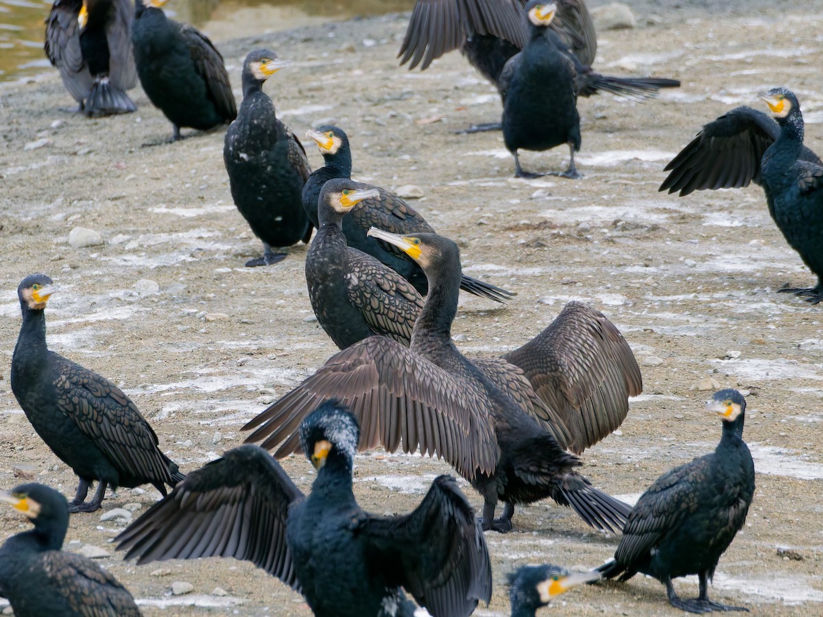 Great Cormorant - ML647048756