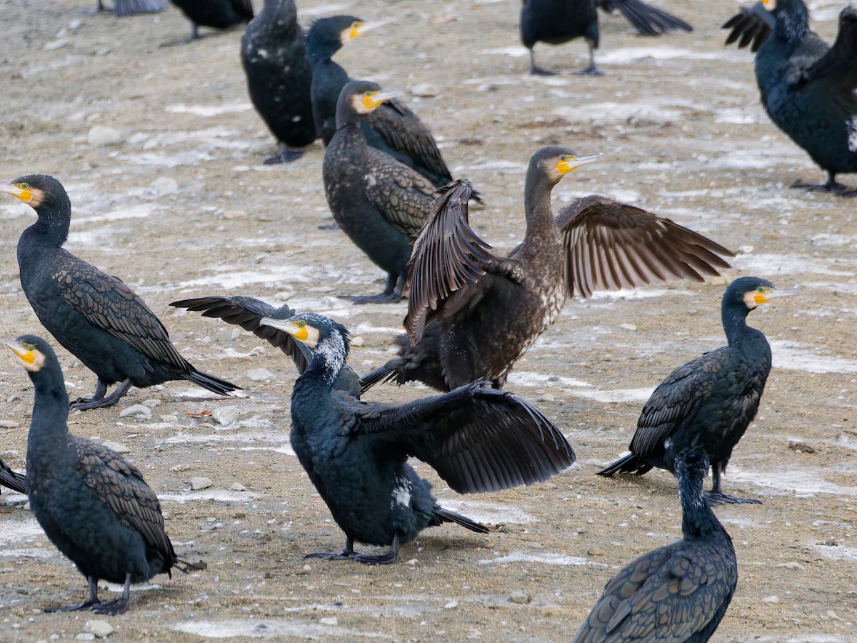 Great Cormorant - ML647048757