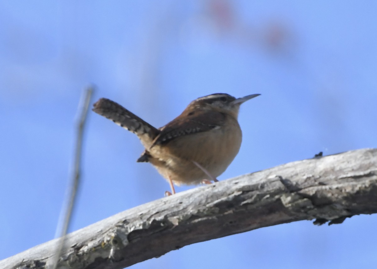 Carolina Wren - ML647048762
