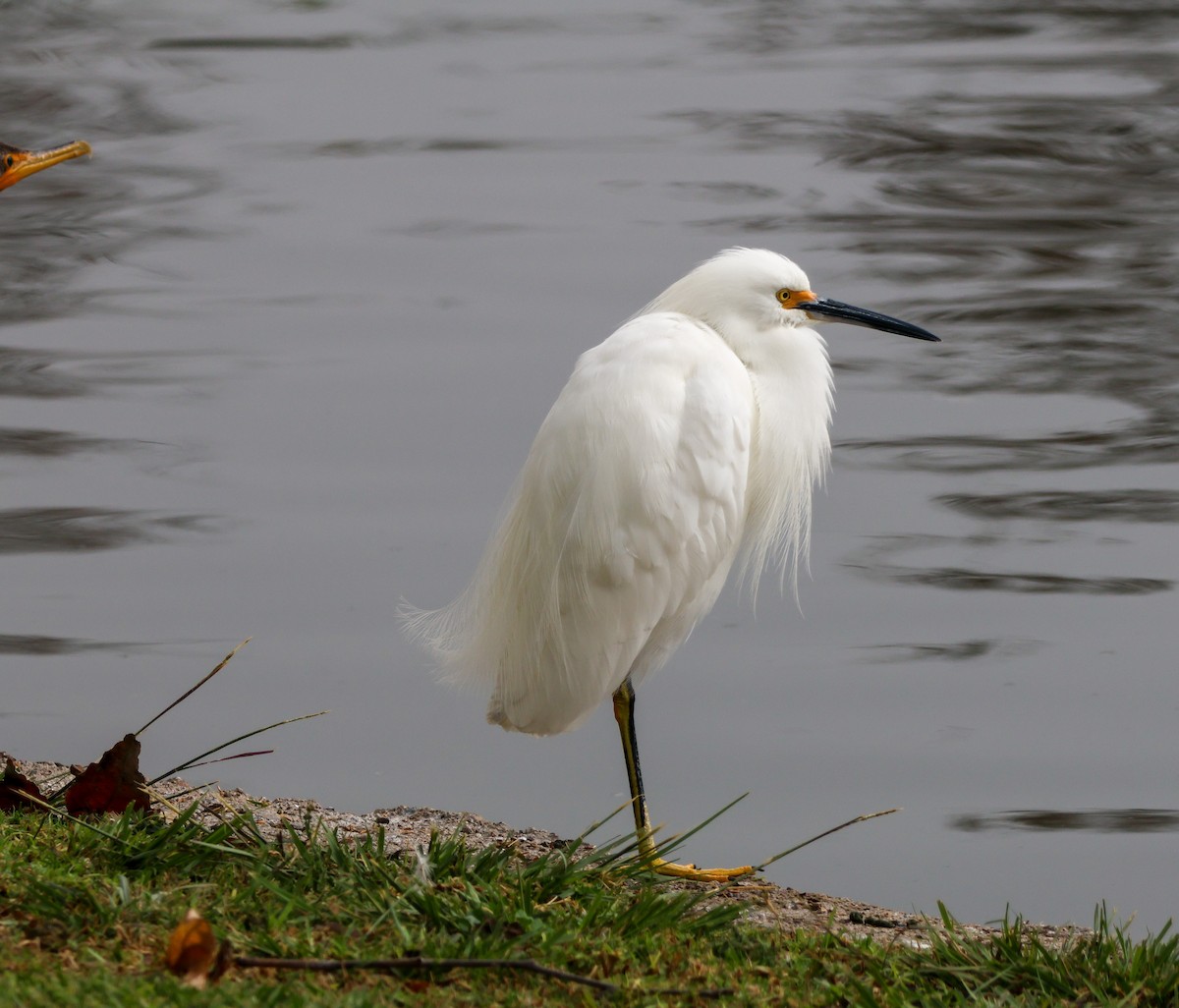 Karbeyaz Balıkçıl - ML647048763