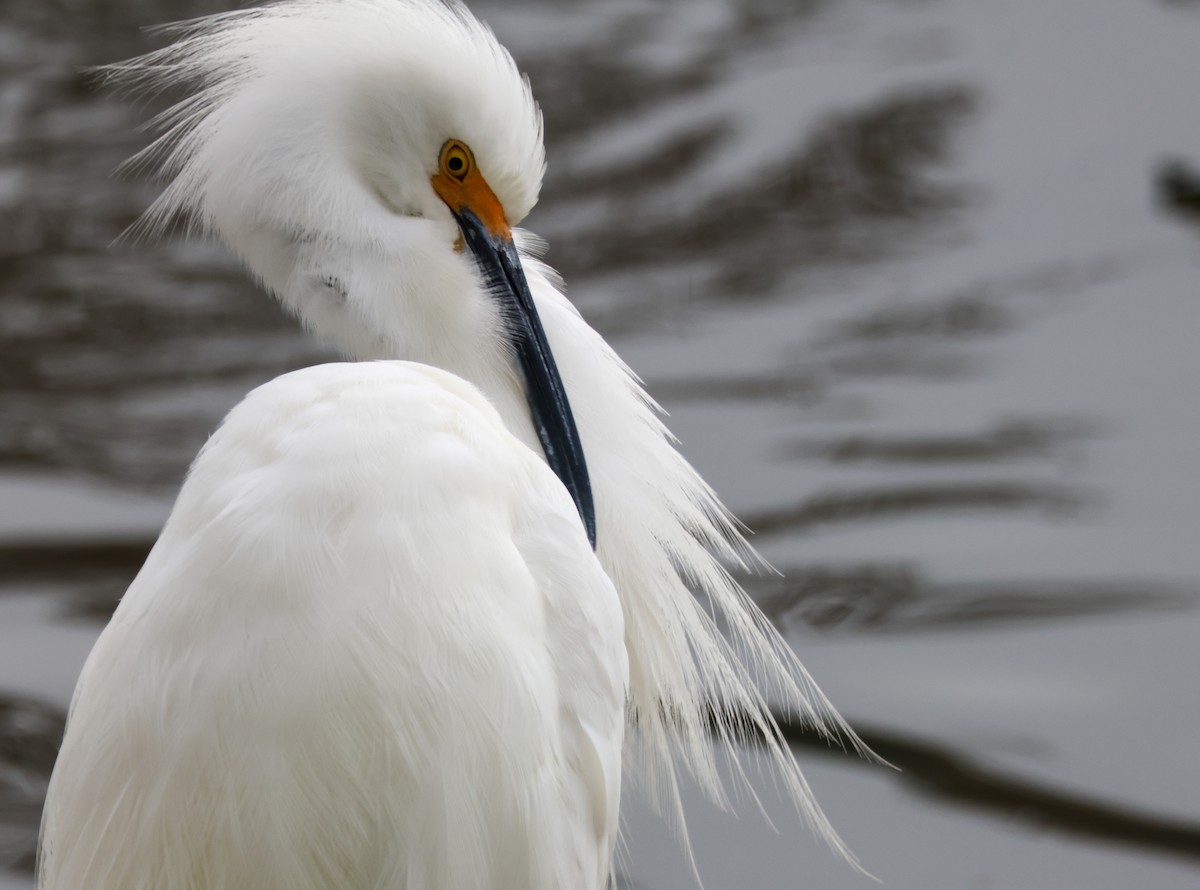 Karbeyaz Balıkçıl - ML647048764