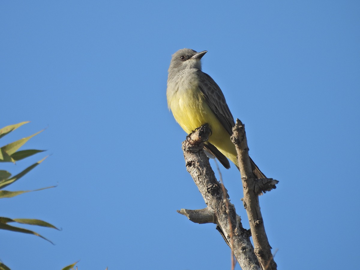 krattkongetyrann - ML647048765