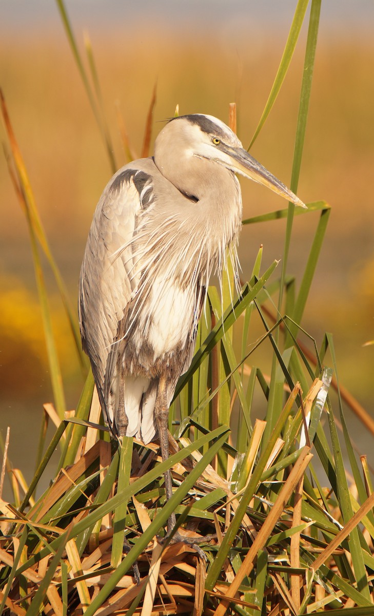 volavka velká - ML647048767