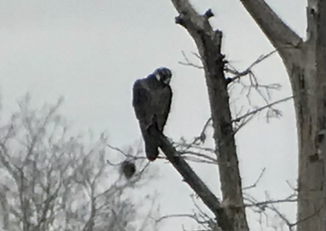 sokol stěhovavý - ML647048769