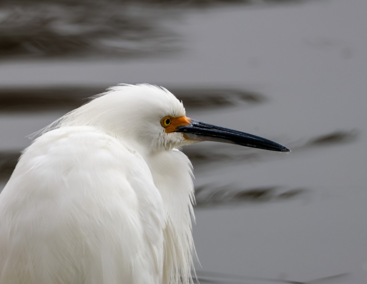 Karbeyaz Balıkçıl - ML647048770