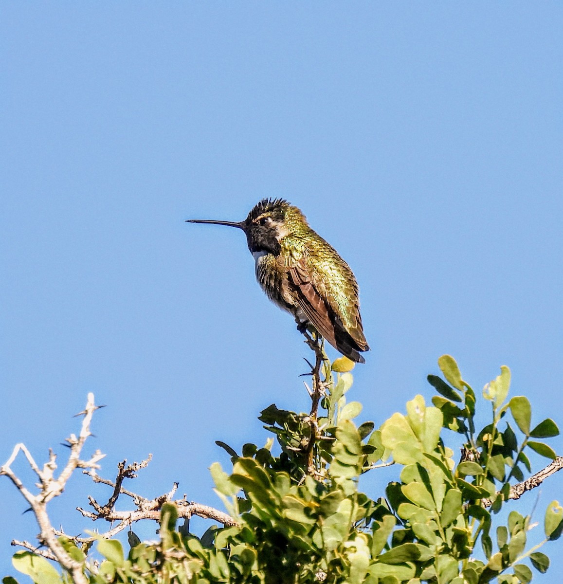 Costa's Hummingbird - ML647048773