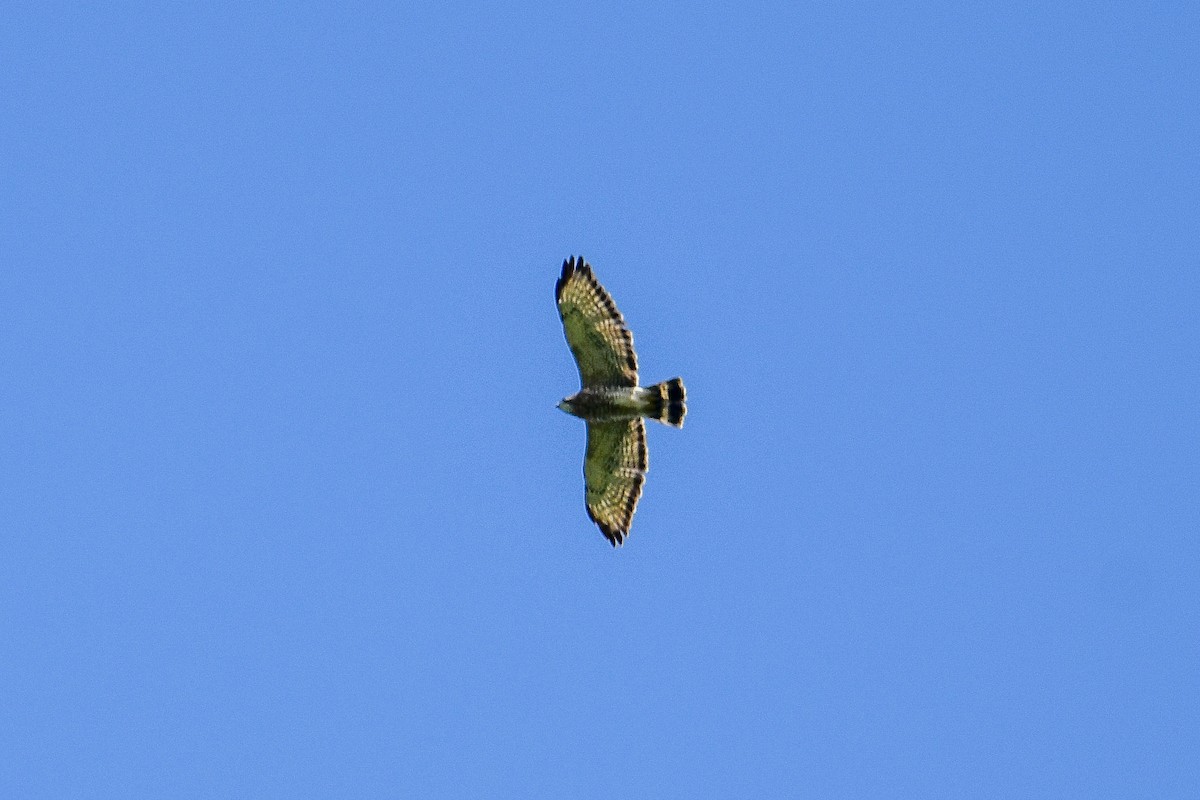 Broad-winged Hawk - ML647048779