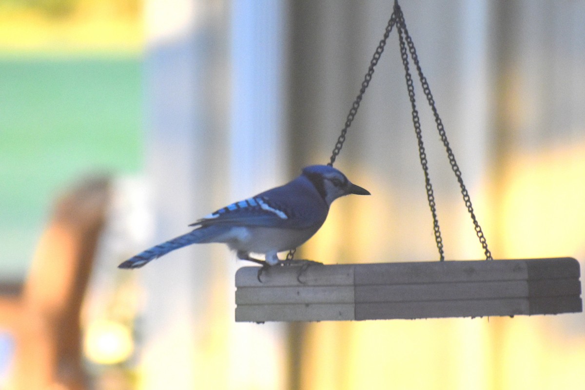 Blue Jay - ML647048782