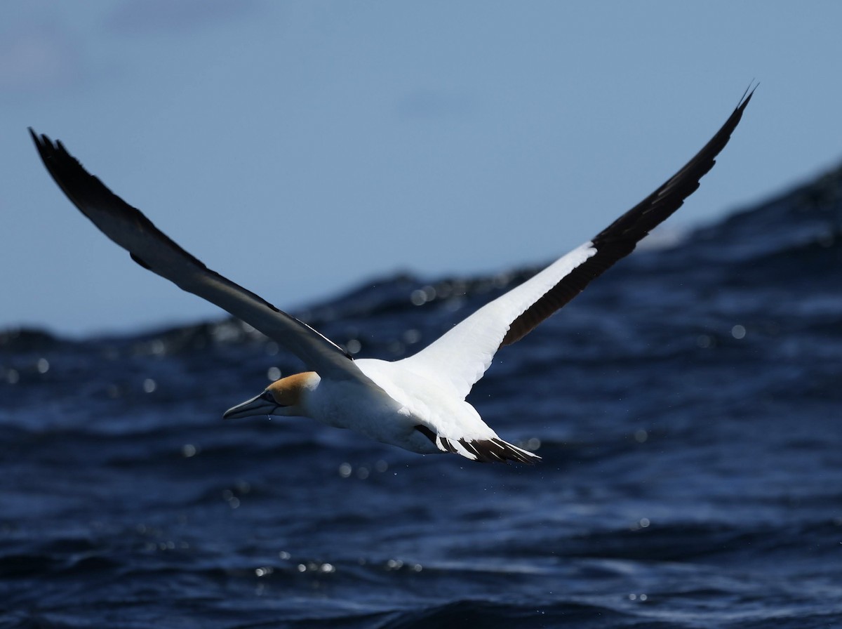 Australasian Gannet - ML647048784