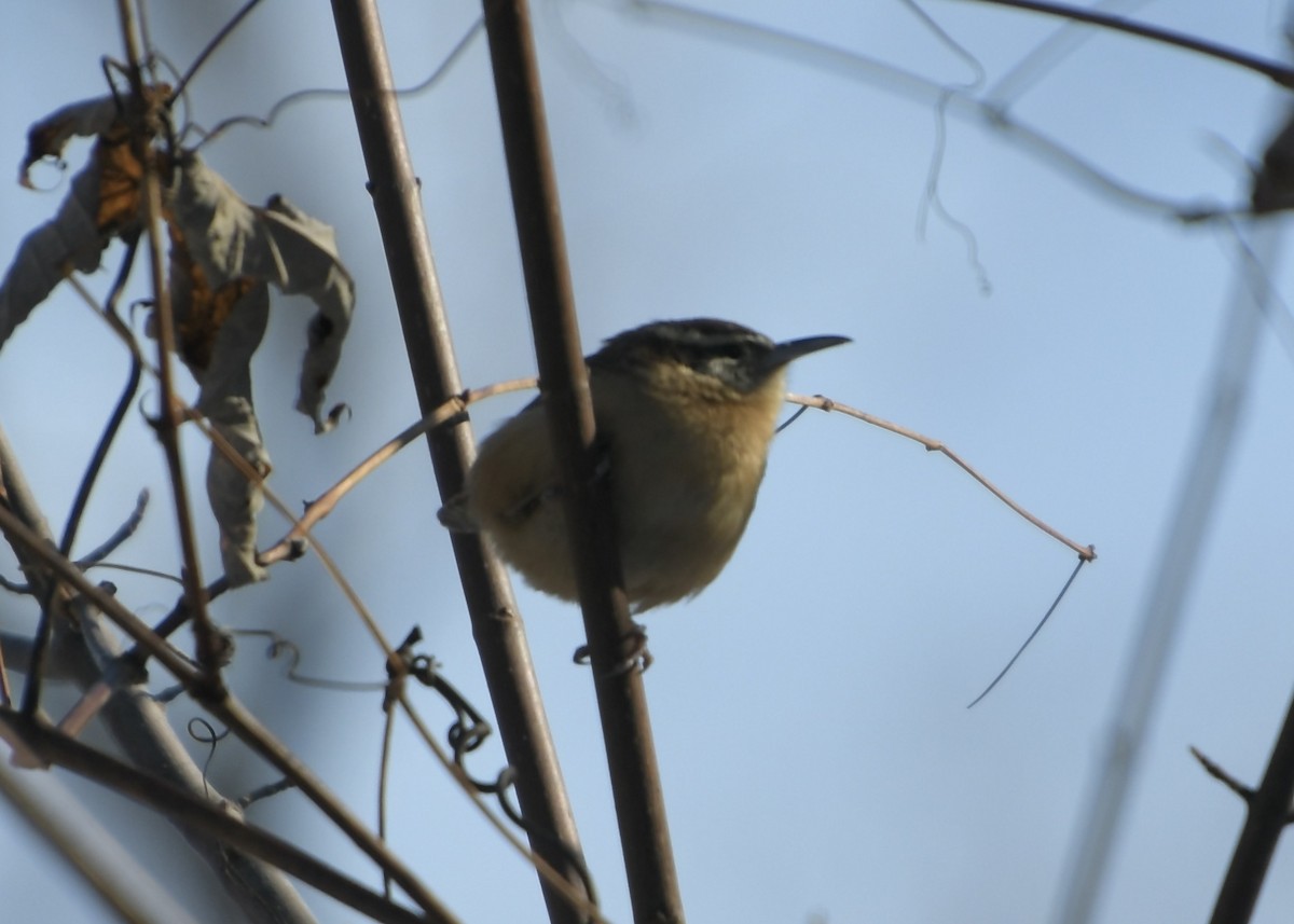 Carolina Wren - ML647048786