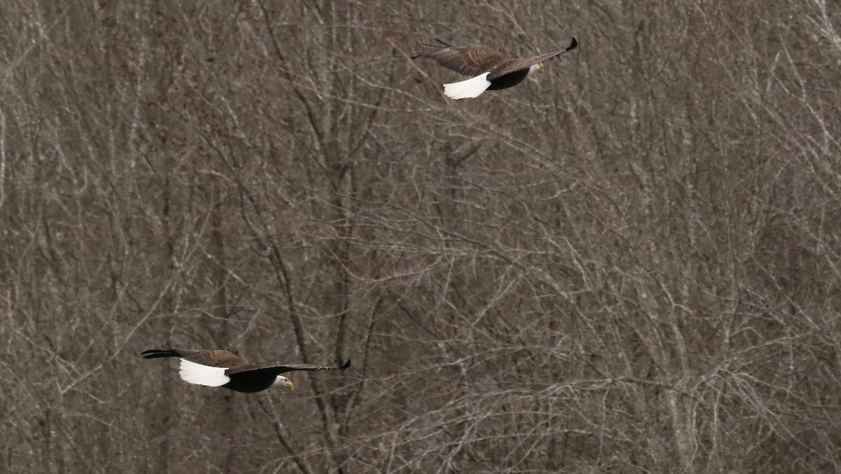 Bald Eagle - ML647048788