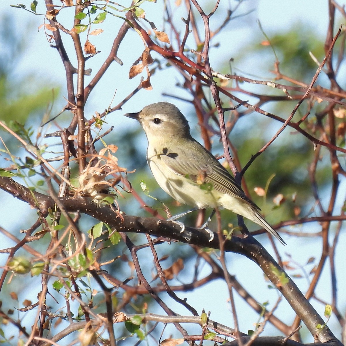 Western Warbling Vireo - ML647048789
