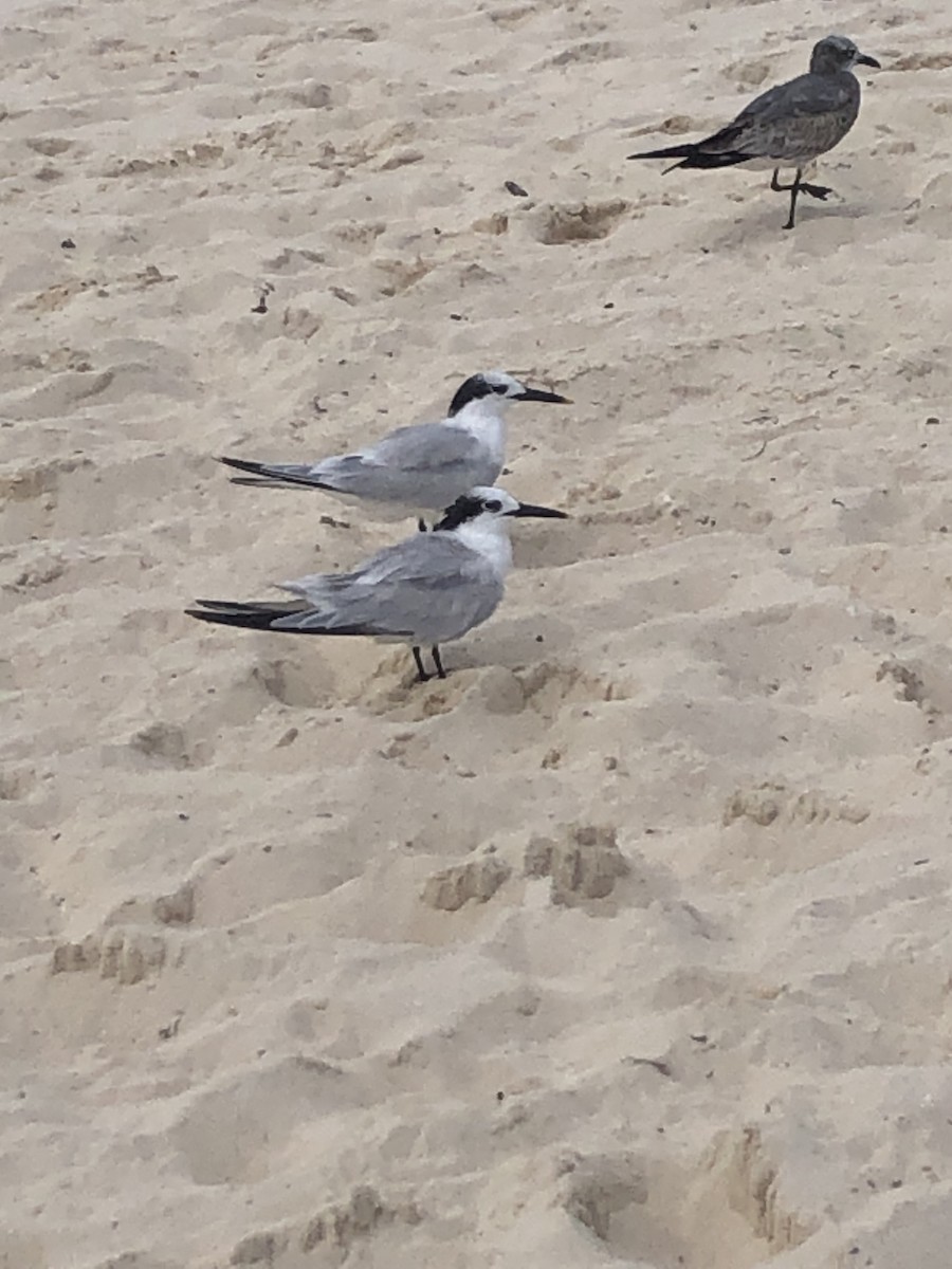 Sandwich Tern - ML647048794