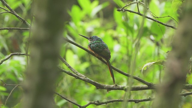 Rufous-tailed Jacamar - ML647048797