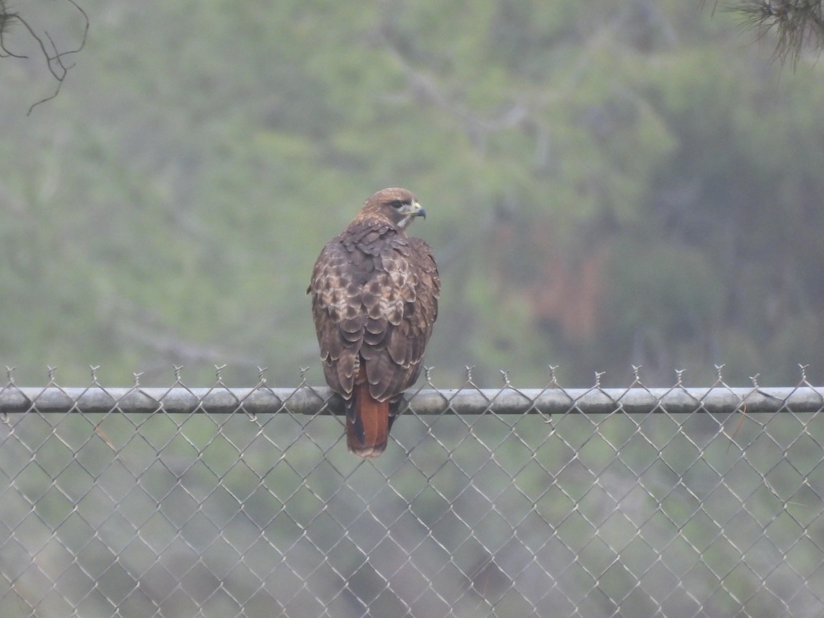 Red-tailed Hawk - ML647048798