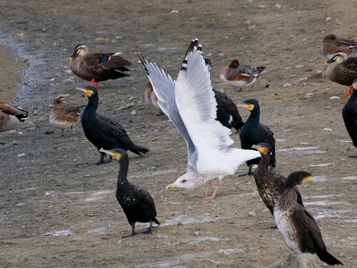 Vega Gull - ML647048799