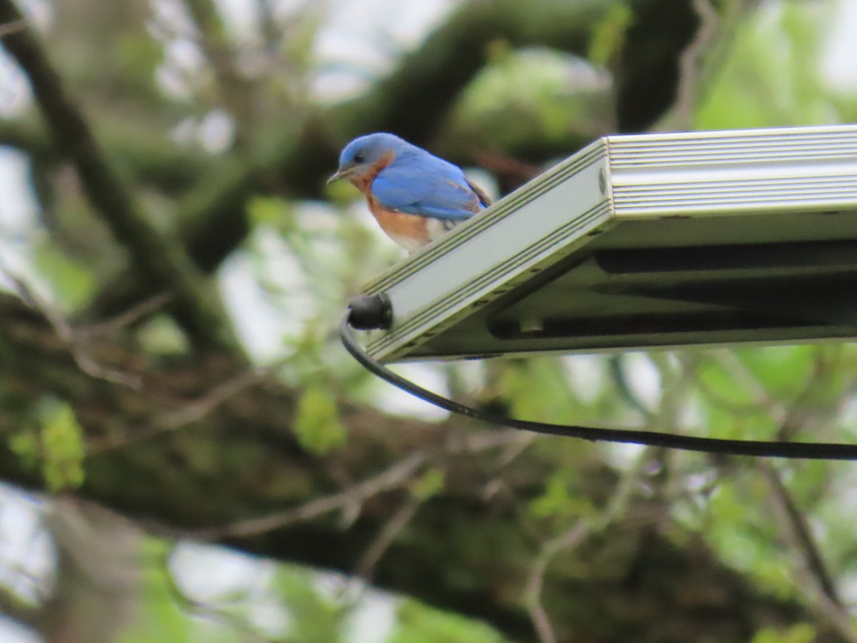 Eastern Bluebird - ML647048800
