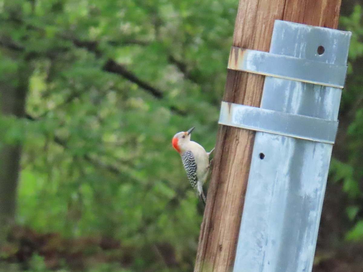 Red-bellied Woodpecker - ML647048801