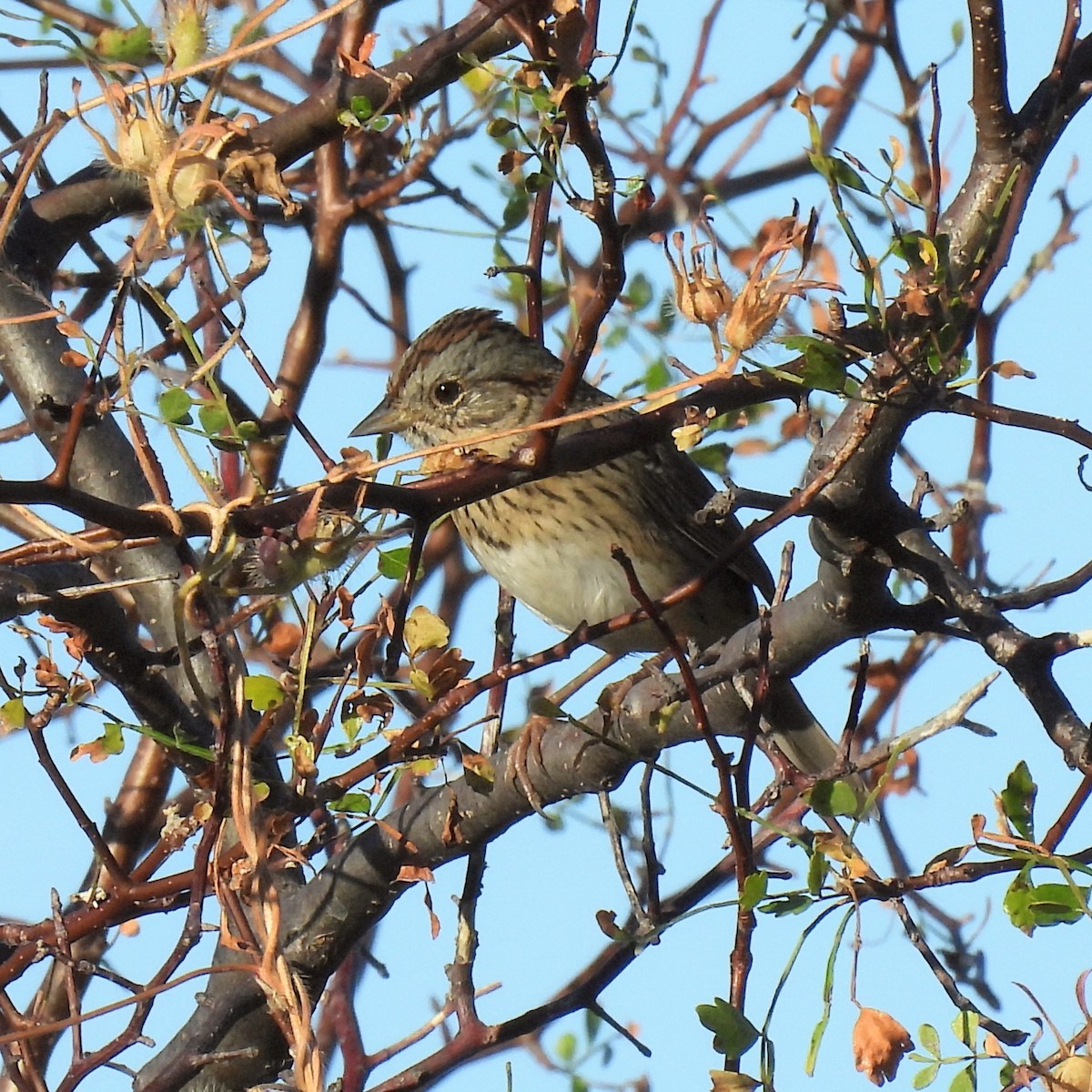 Lincoln's Sparrow - ML647048802