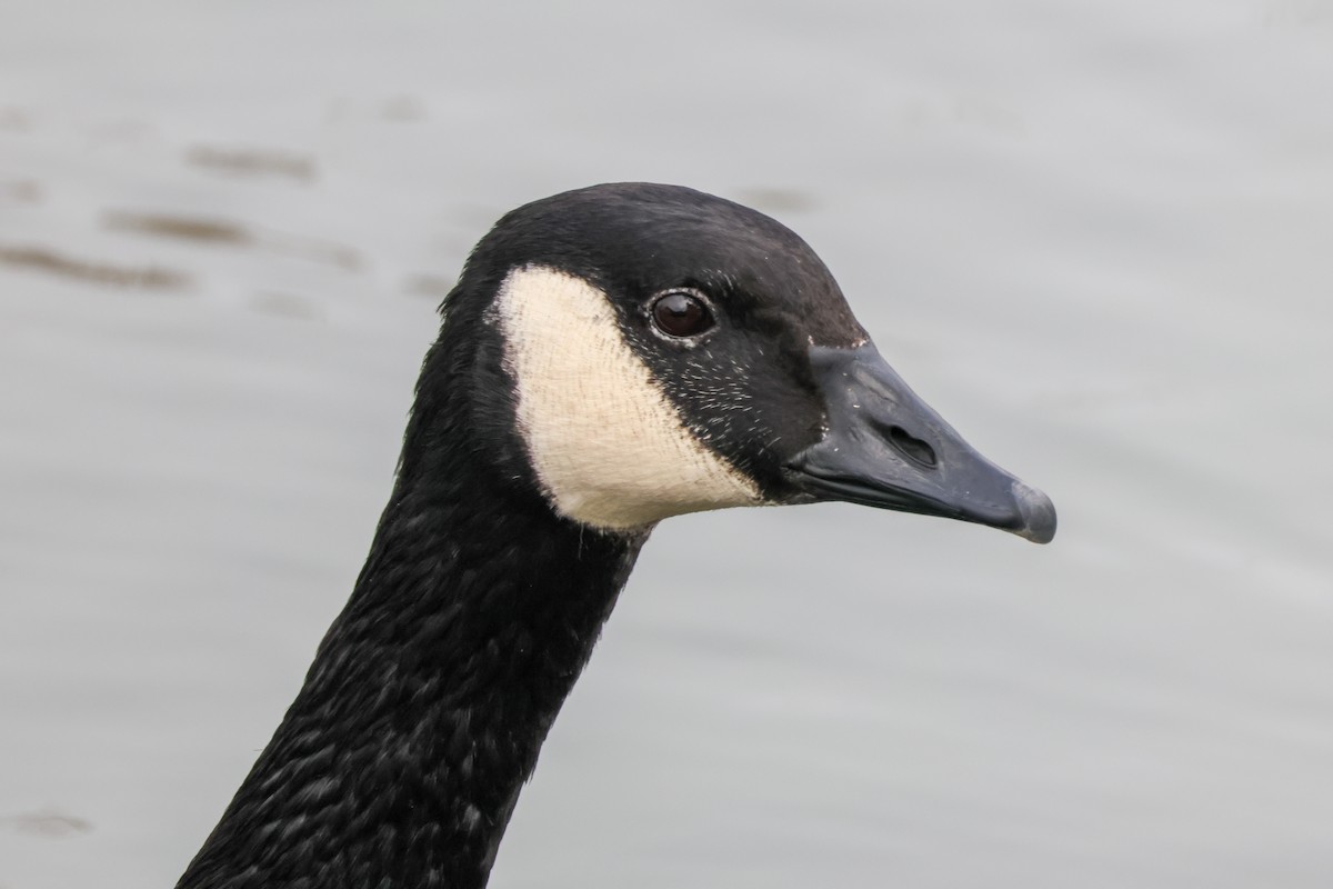 Canada Goose - ML647048804