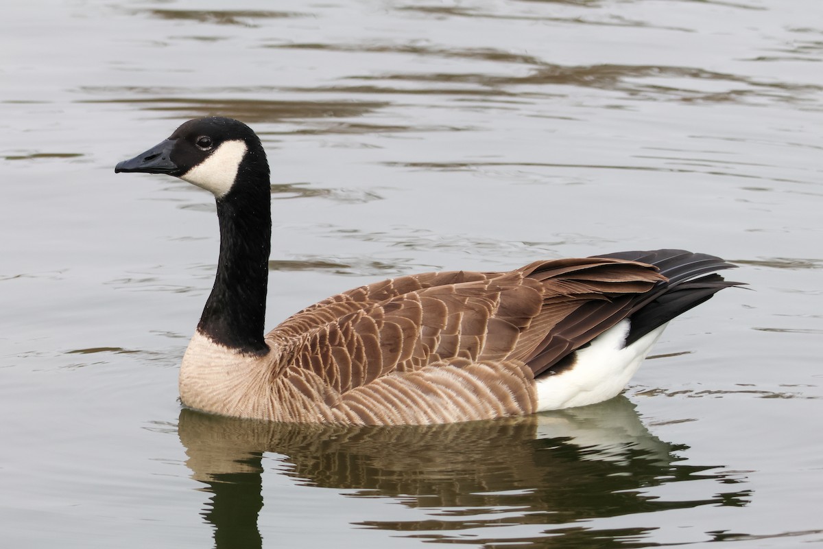 Canada Goose - ML647048805