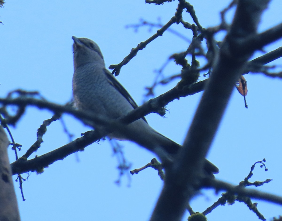 Northern Shrike - ML647048808