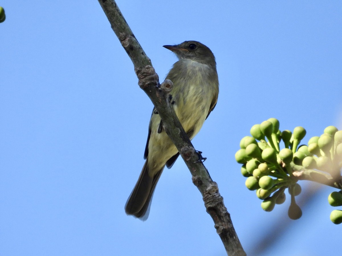 Caribbean Elaenia - ML647048809